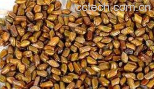 决明子的危害有哪些-0