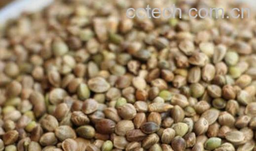 火麻仁泡水喝的功效与作用-1