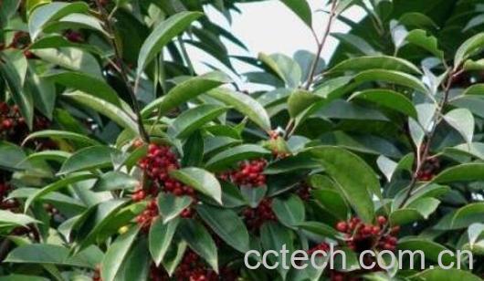 救必应的功效与作用-0