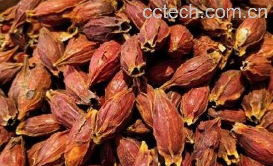 黄栀子的功效与作用 黄栀子的副作用-1