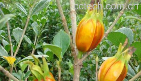 黄栀子的功效与作用 黄栀子的副作用-0