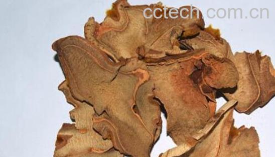 狗脊的功效与作用及药用价值-1