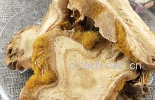 狗脊的功效与作用及药用价值-0