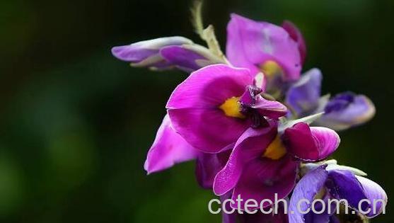 葛根花的功效与作用及禁忌-0