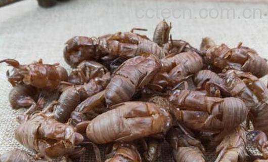 蝉蜕的功效与作用 蝉蜕的副作用-0