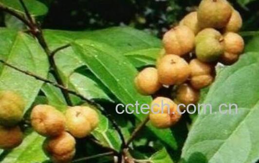 巴豆的作用 服用巴豆的禁忌-0