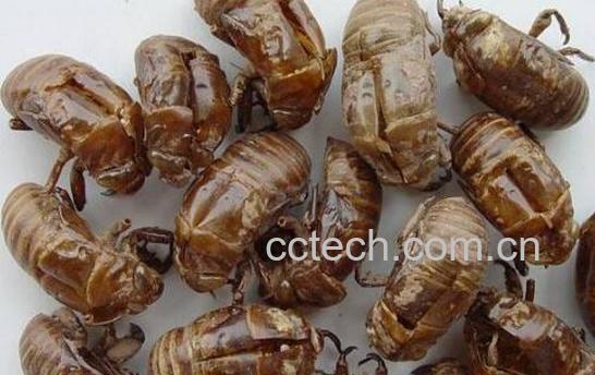 蝉蜕的功效与作用 蝉蜕的副作用-1