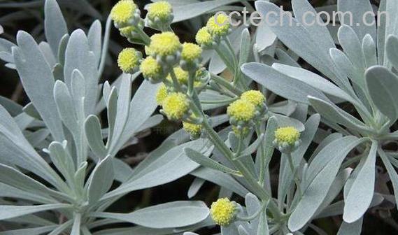 芙蓉菊的功效与作用 芙蓉菊的副作用与禁忌-1