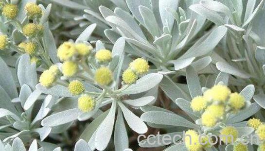 芙蓉菊的功效与作用 芙蓉菊的副作用与禁忌-0