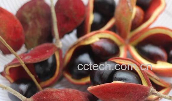 凤眼果如何鉴别 分清楚真假凤眼果-0