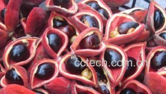 凤眼果如何鉴别 分清楚真假凤眼果-1