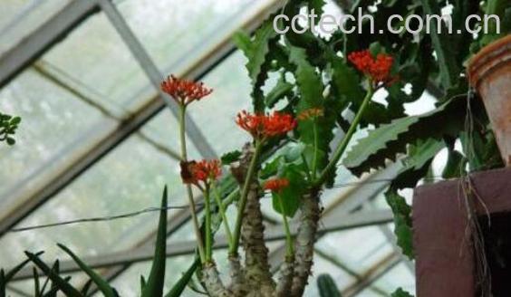 佛肚树的功效与作用 佛肚树的食用禁忌-1