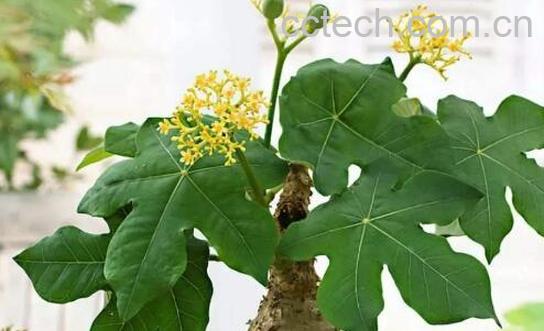 佛肚树的功效与作用 佛肚树的食用禁忌-0