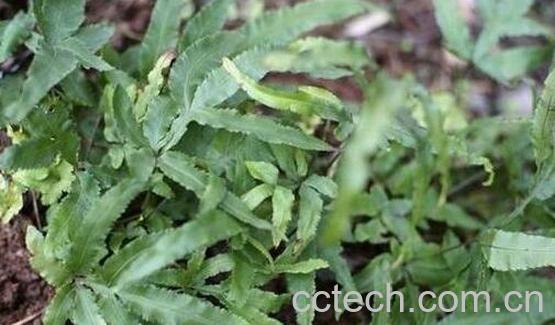 凤尾草的功效与作用及禁忌-0