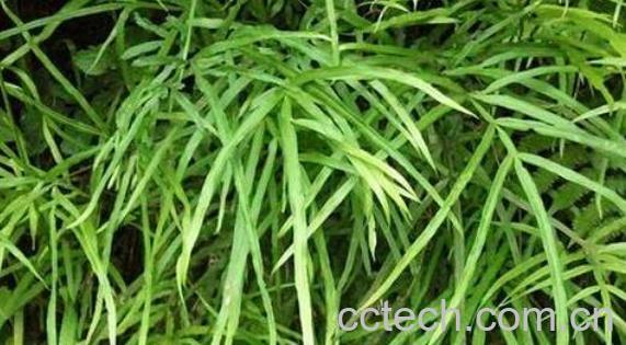 凤尾草的功效与作用及禁忌-1