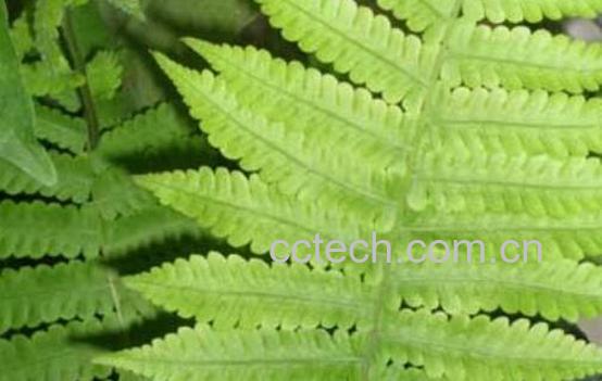 金鸡尾的功效与作用 金鸡尾的禁忌-1