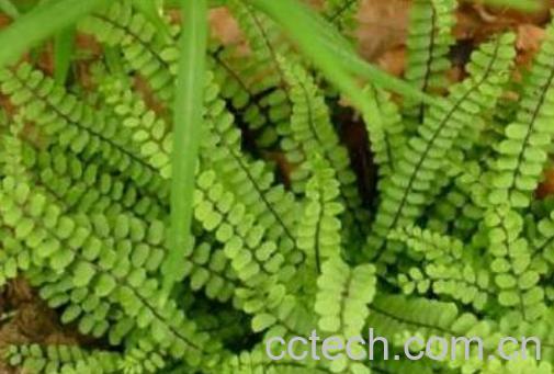 金鸡尾的功效与作用 金鸡尾的禁忌-0