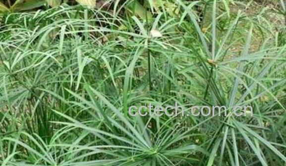 风车草的功效与作用 风车草的食用禁忌-0