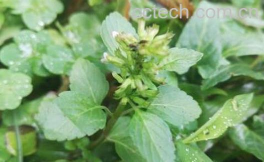 风轮菜的功效与作用 风轮菜的禁忌-0