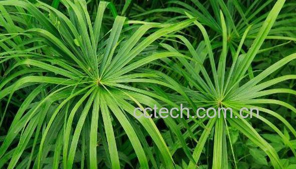 风车草的功效与作用 风车草的食用禁忌-1