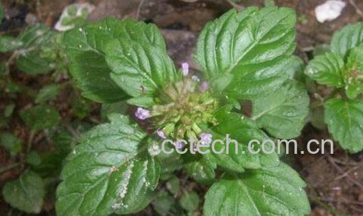 风轮菜的功效与作用 风轮菜的禁忌-1