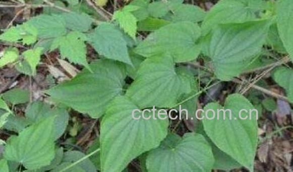 粉萆Z和棉萆Z的区别-0