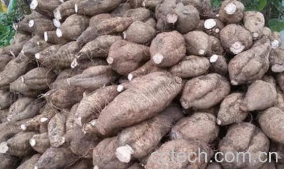 粉葛的功效与作用及食用禁忌-1