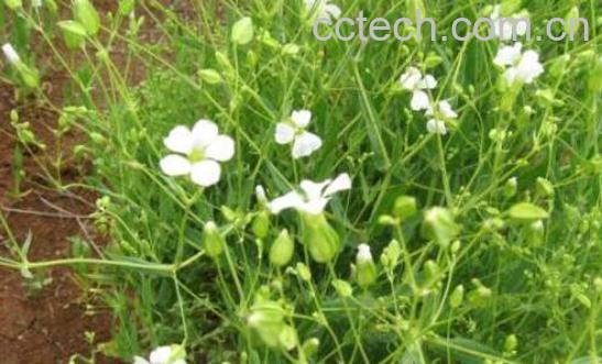 肥皂草的功效与作用 肥皂草的禁忌-0