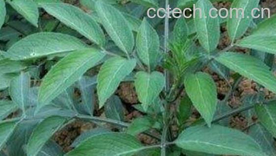 粉萆Z和棉萆Z的区别-1