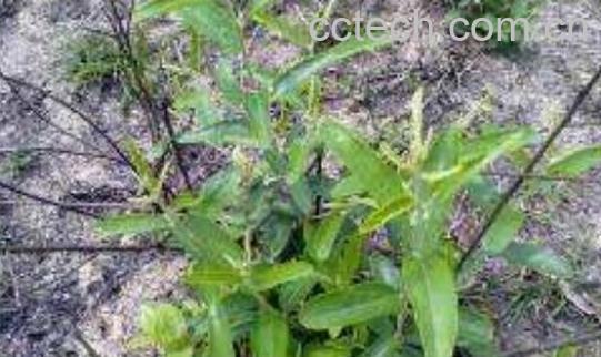 萆Z的功效与作用及药用价值-0