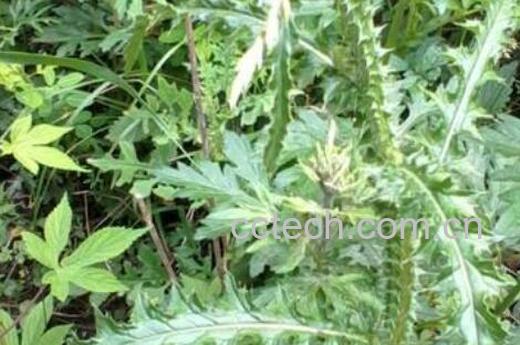 飞廉的功效与作用 飞廉的禁忌-0