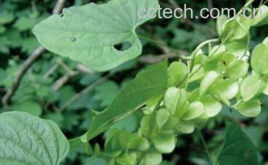 萆Z的功效与作用及药用价值-1