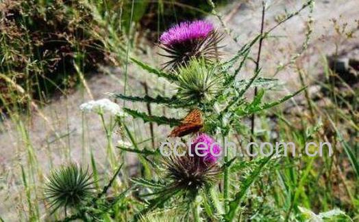 飞廉的功效与作用 飞廉的禁忌-1