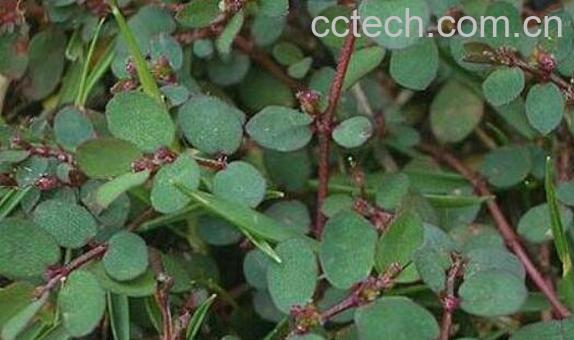 飞扬草的功效与作用及药用价值-0