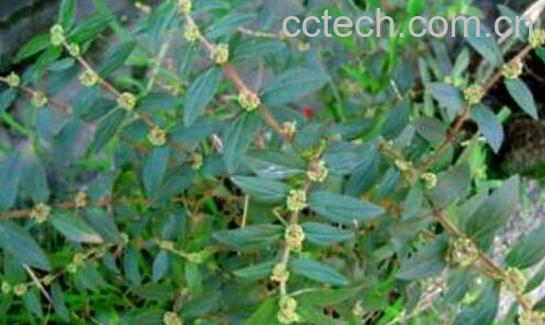 飞扬草的功效与作用及药用价值-1