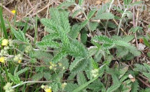 翻白草的功效与作用 翻白草能降糖吗-0