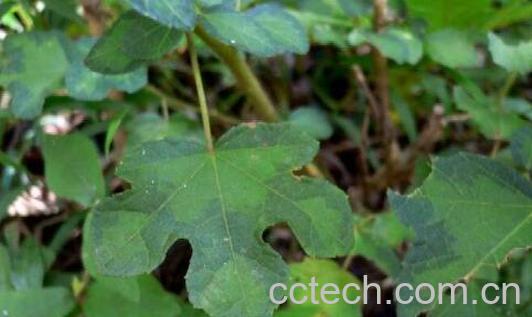 梵天花的功效与作用 梵天花的食用禁忌-0