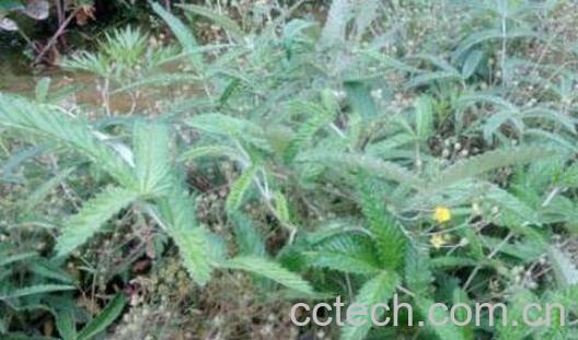 翻白草的功效与作用 翻白草能降糖吗-1