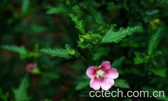 梵天花的功效与作用 梵天花的食用禁忌-1