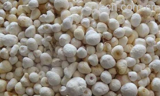 制半夏的功效与作用-1