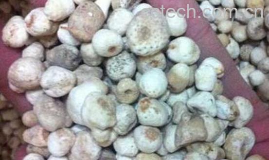 制半夏的功效与作用-0