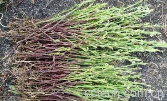 独脚金的功效与作用及药用价值-0