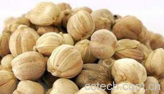 白豆蔻的功效与作用及副作用-1