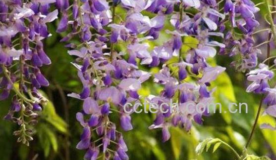 白葛花与紫葛花的区别 葛花怎么吃-0