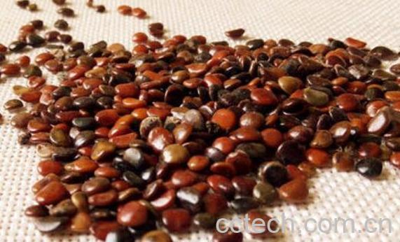 枳鹤优菟喝的功效与作用-0