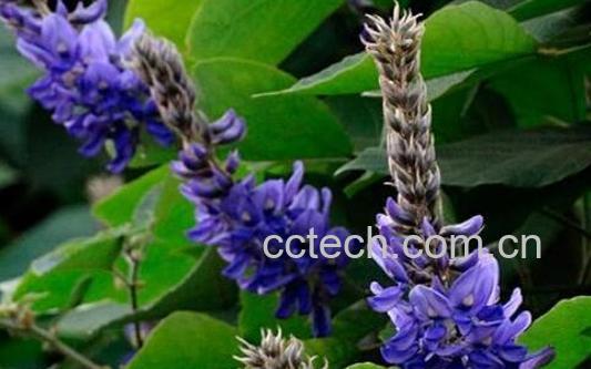 白葛花与紫葛花的区别 葛花怎么吃-1