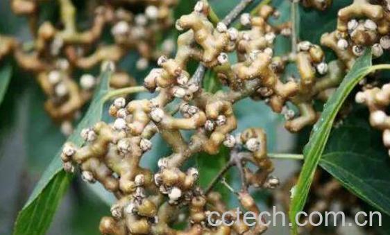 枳鹤优菟喝的功效与作用-1