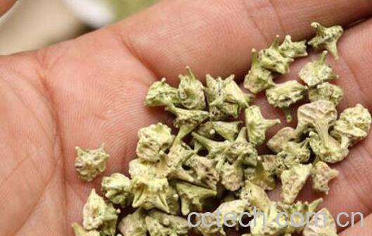 蒺藜的功效与作用 蒺藜的副作用-1