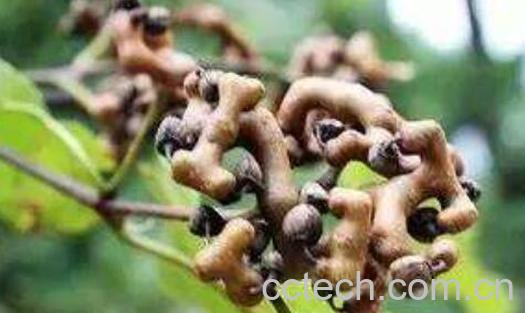 北枳河腓旱那别 北枳旱墓π-1