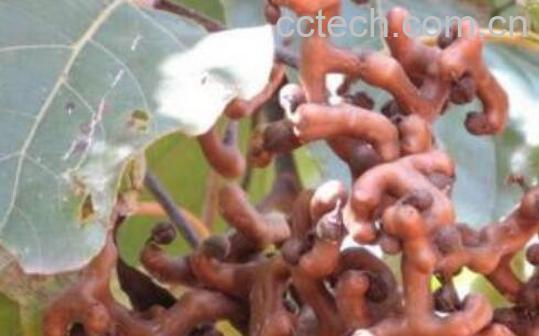 北枳河腓旱那别 北枳旱墓π-0